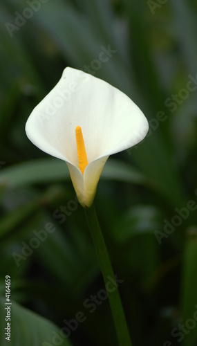 a close up of a cala lily