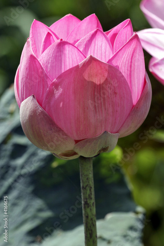 Lotusblüte