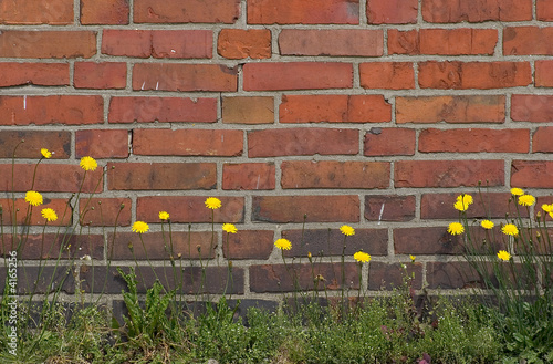 Mauerblume photo