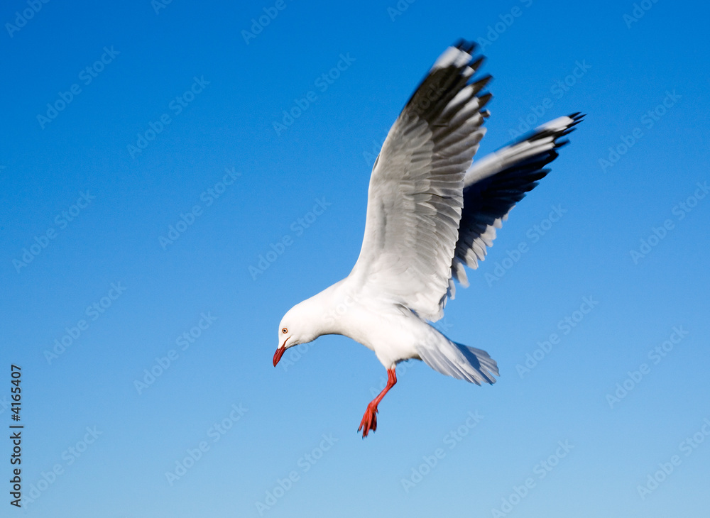 Obraz premium Seagull