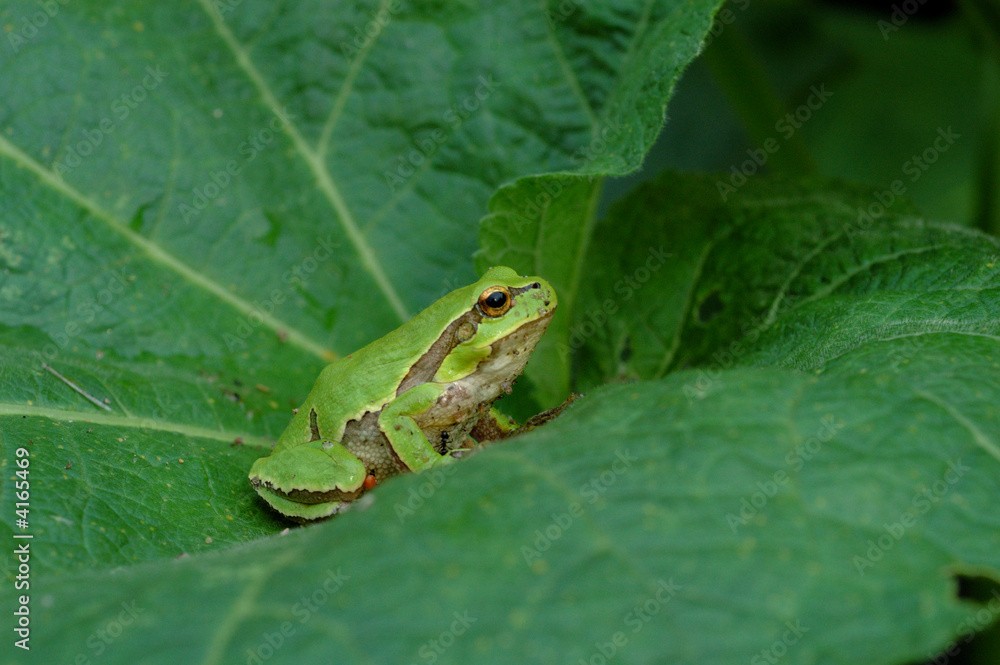 European tree frog(Hyla arborea) on green leaf European tree frog(Hyla arborea) on green leaf
