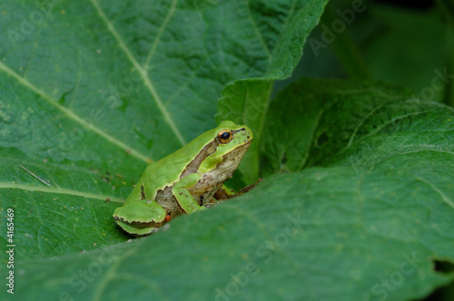 European tree frog(Hyla arborea) on green leaf