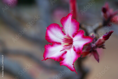 Impala lily (Sabi star) photo