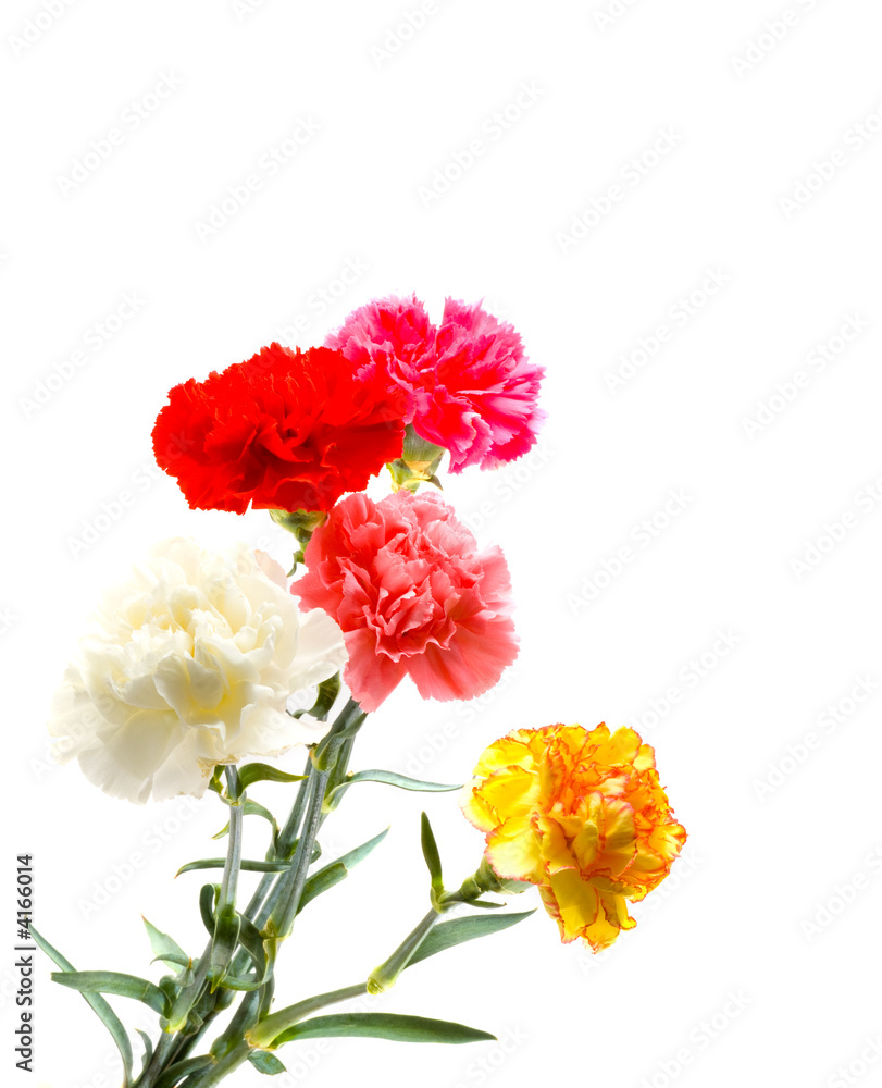 Carnations