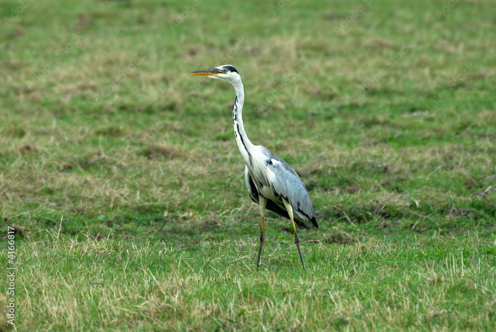 Fototapeta premium héron sur une prairie