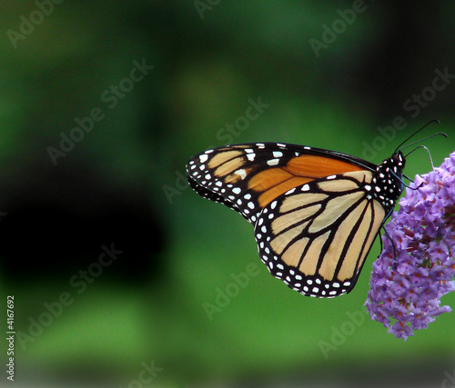 monarch butterfly on green