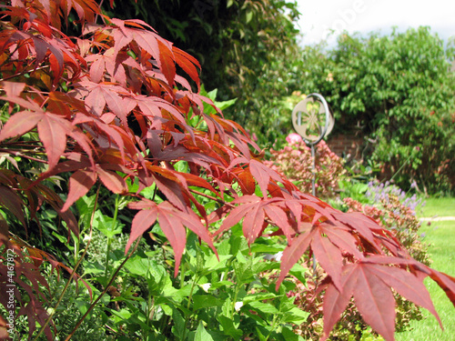 Acers In The Garden