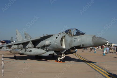Italian Harrier