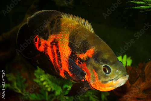 Red Tiger Oscar