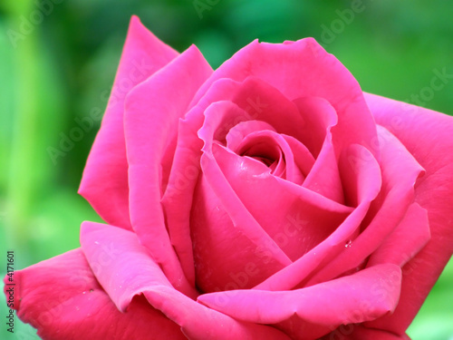 Wallpaper Mural rose Torontodigital.ca