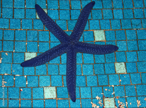 Blue Starfish