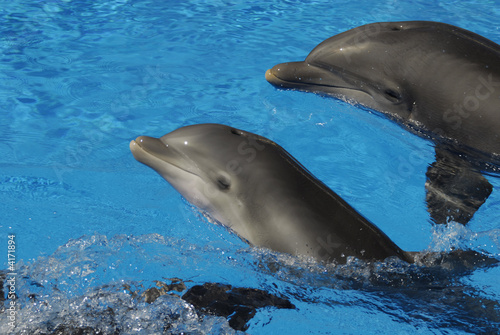 Dolphins