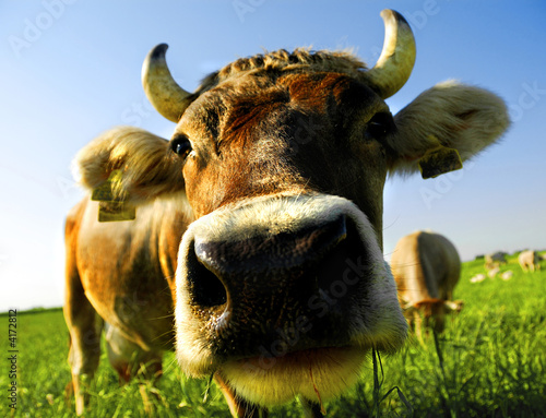 close-up cow