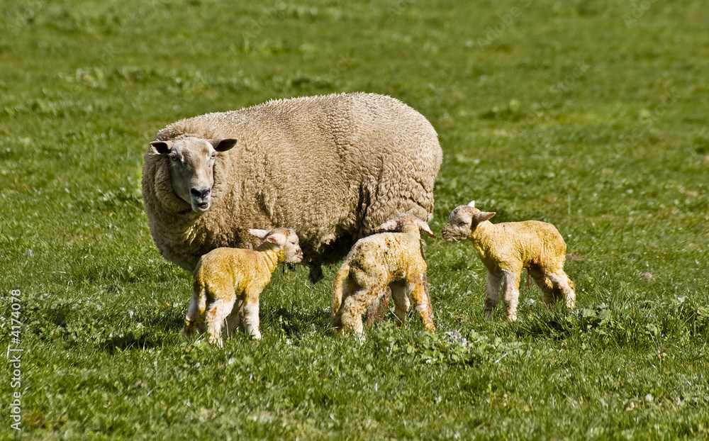 Naklejka premium Ewe and lambs