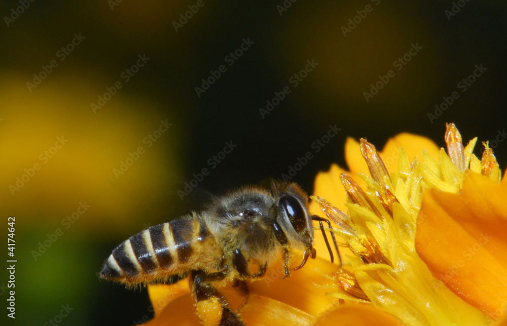 tiny bee and flowers in the gardens tiny bee and flowers in the gardens