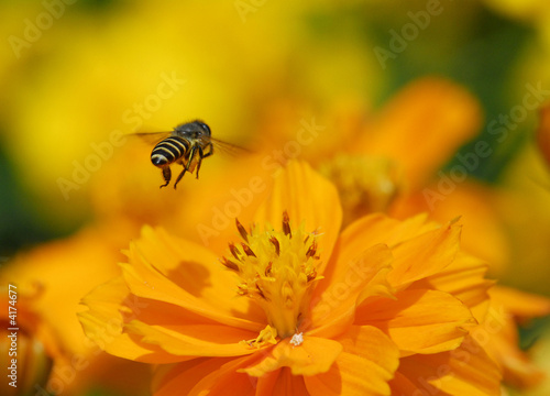 tiny bee and flowers in the gardens  © Wong Hock Weng