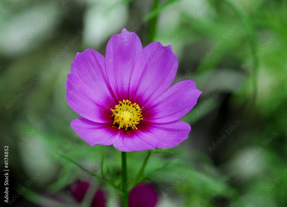 purple cosmos flower in the gardens