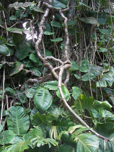 hana jungle maui, hawaii