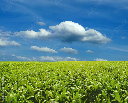 Corn field under blue sky