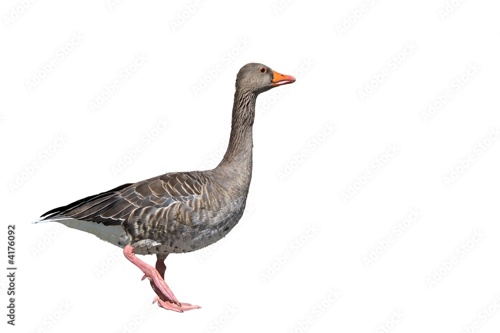 Gans Gans