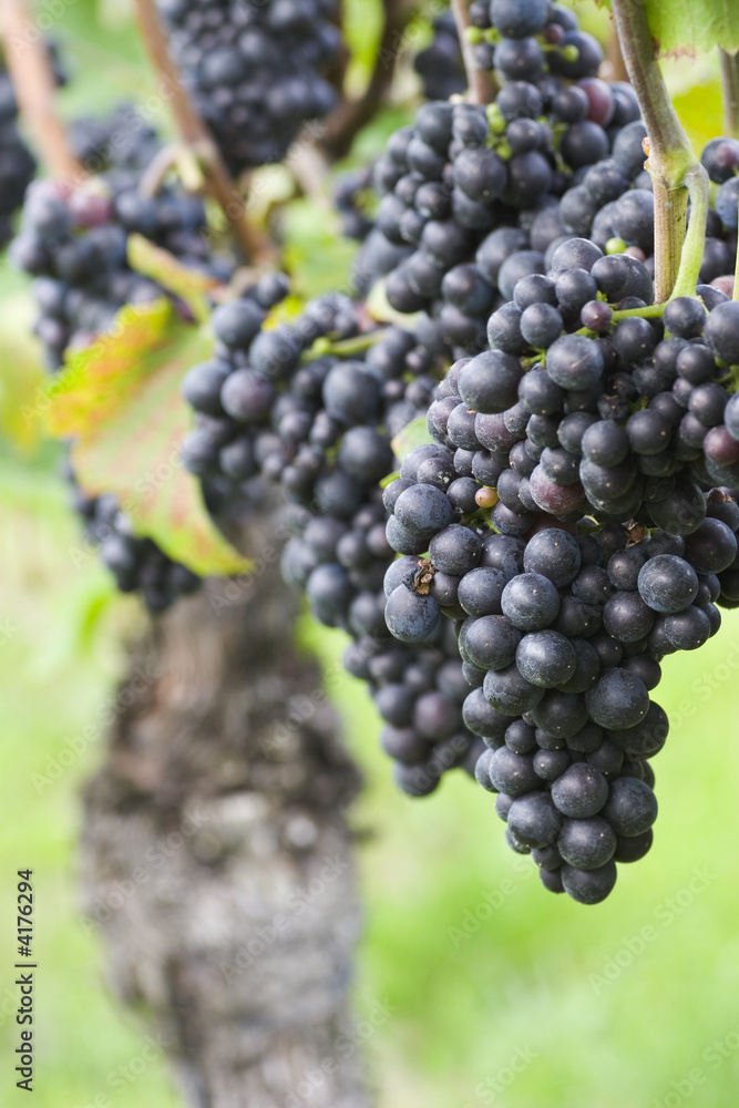 Vineyard of with red grapes