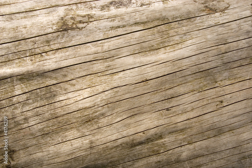 Weathered Log