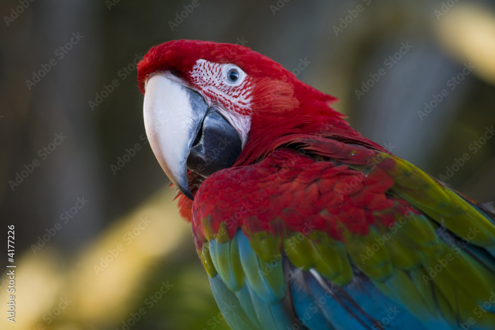 Obraz premium parrot