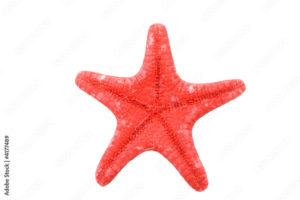 Bright red starfish isolated on white background Bright red starfish isolated on white background