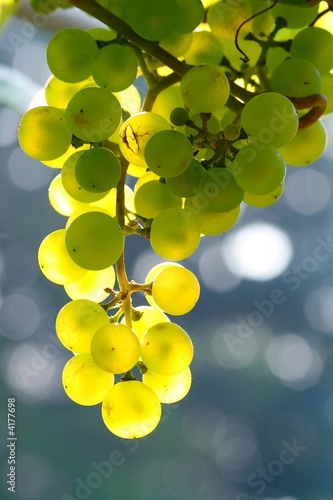 grape vine branch in morning sun