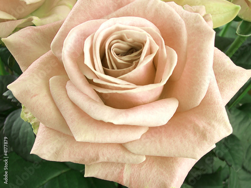rose