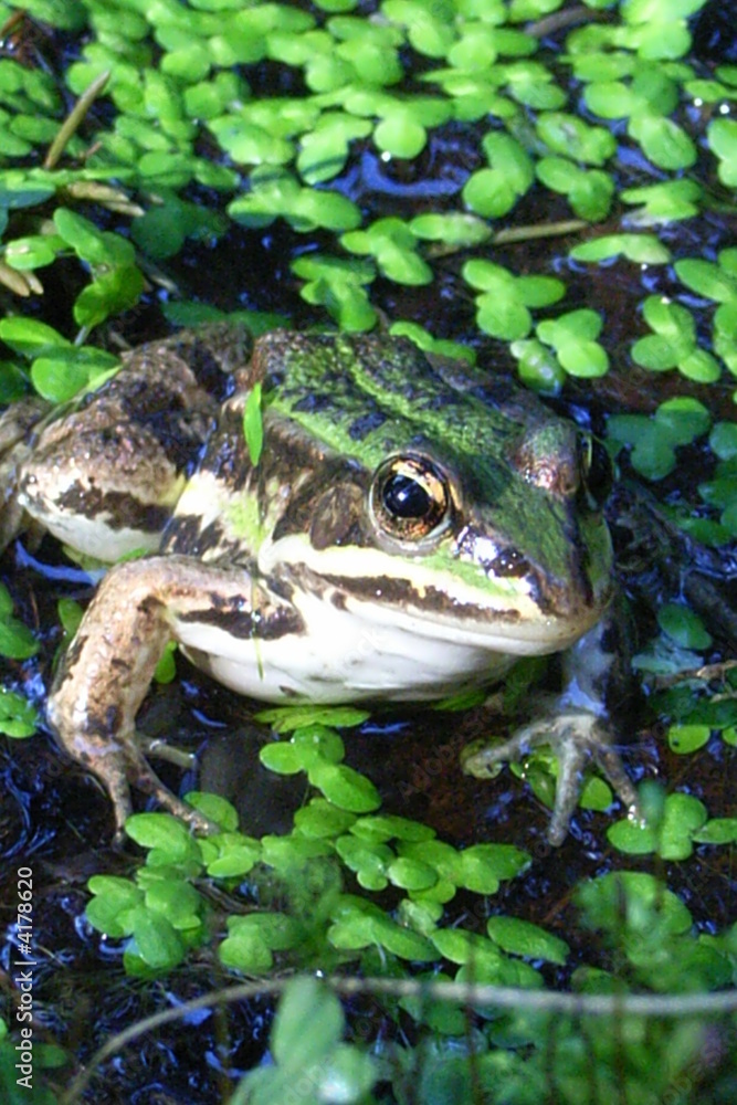 Obraz premium frosch