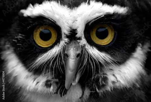 spectacled owl