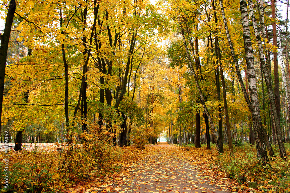 Fototapeta premium Autumn alley.