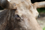Elk portrait