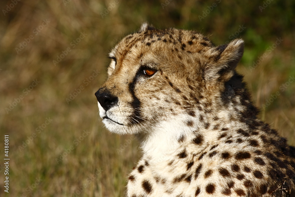 Cheetah staring