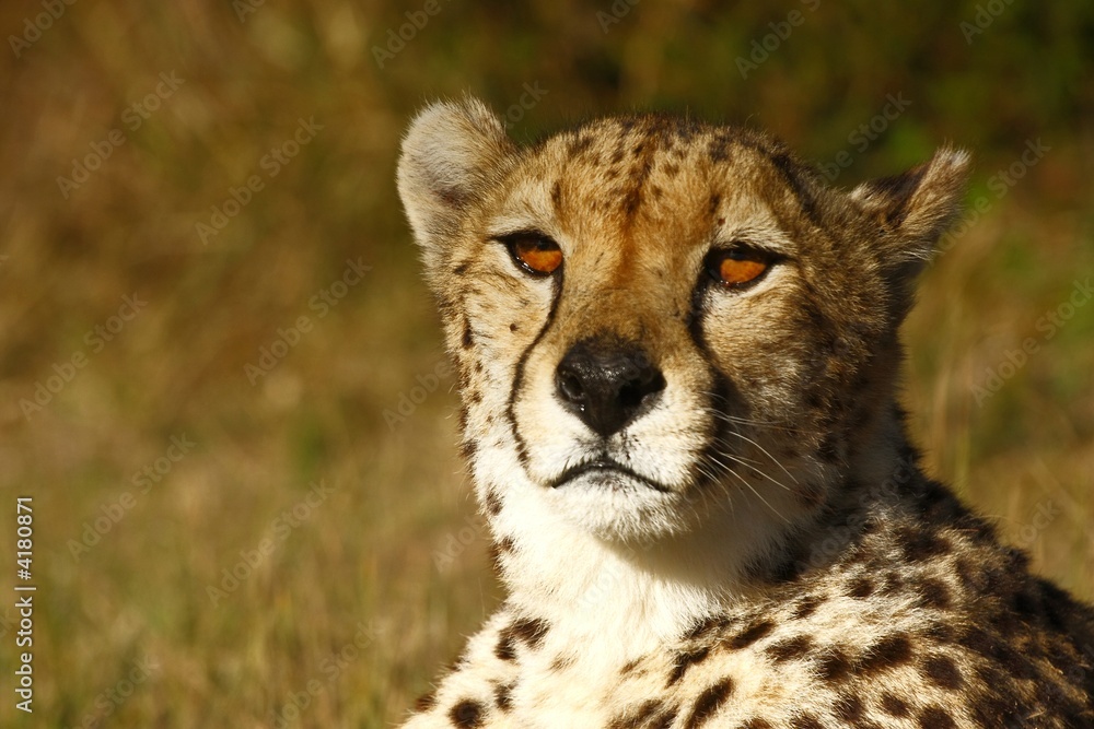 Cheetah with bright eyes