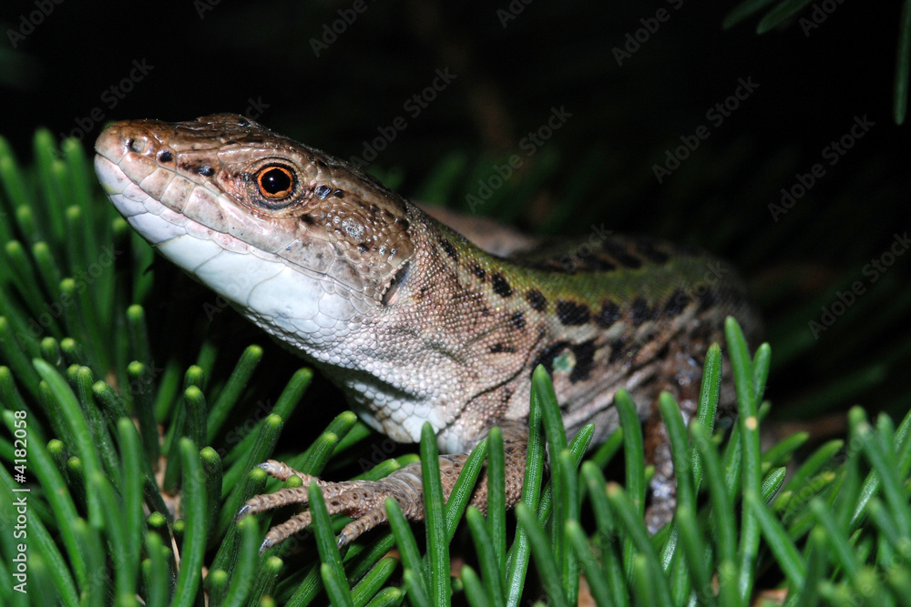 Naklejka premium Lucertola curiosa