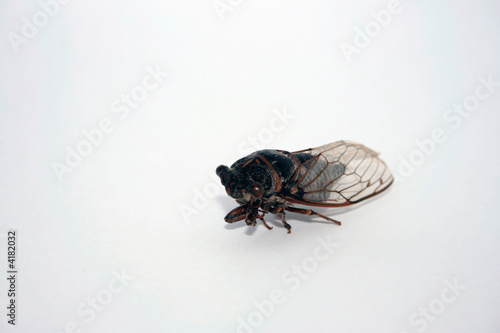 cicada © Maxim Prikazov
