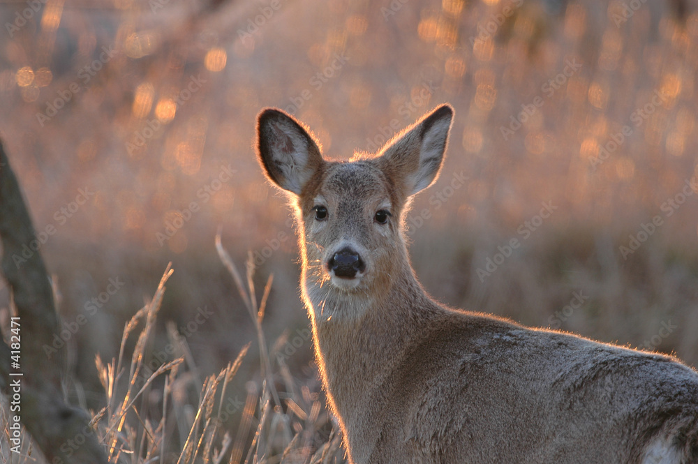 Fototapeta premium Winter Coat