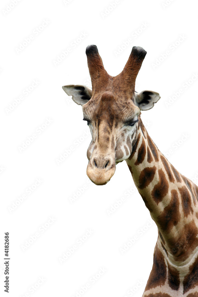 Fototapeta premium girafe détourée