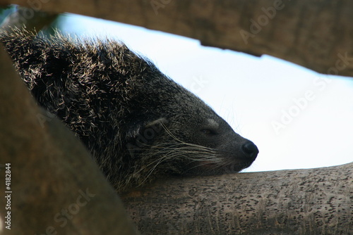 binturong paradoxurinae mamifère chat ours photo