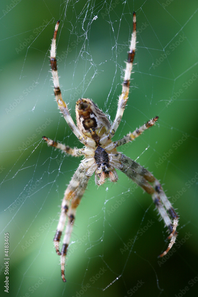 Spider & Web Spider & Web
