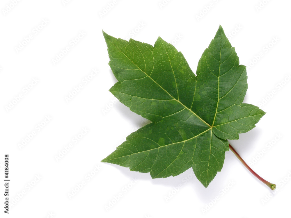 Fototapeta premium one leaf