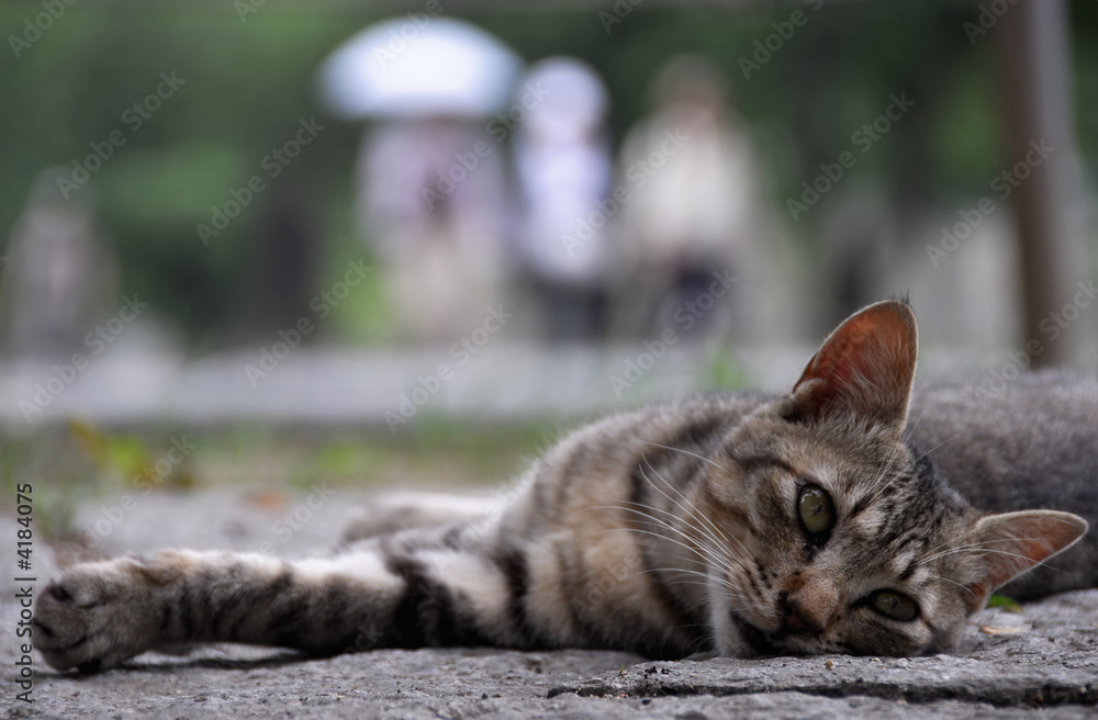 Fototapeta premium Cat stretching