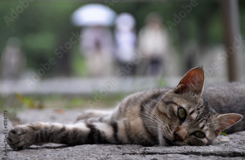 Cat stretching