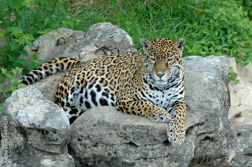 Jaguar on Rock