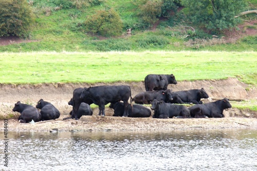Cattle