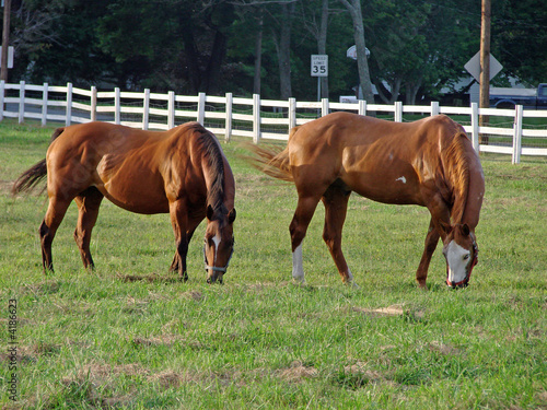 Horses Grazing on the Farm