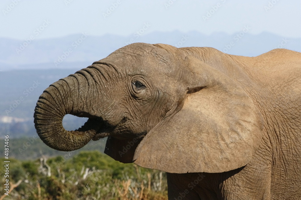 Elephant enjoying a drink