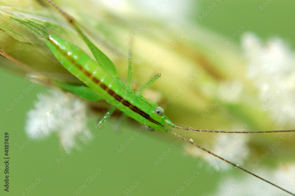 tiny green color grasshopper in the gardens